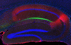 Image of island cells