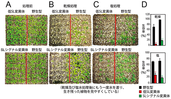 低SL変異体とSLシグナル変異体の乾燥・塩ストレス処理の図