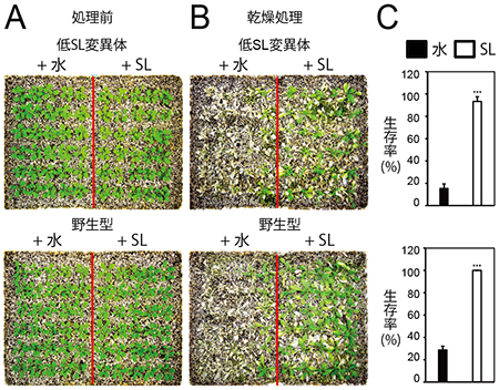 低SL変異体と野生型にSLを与えた結果の図