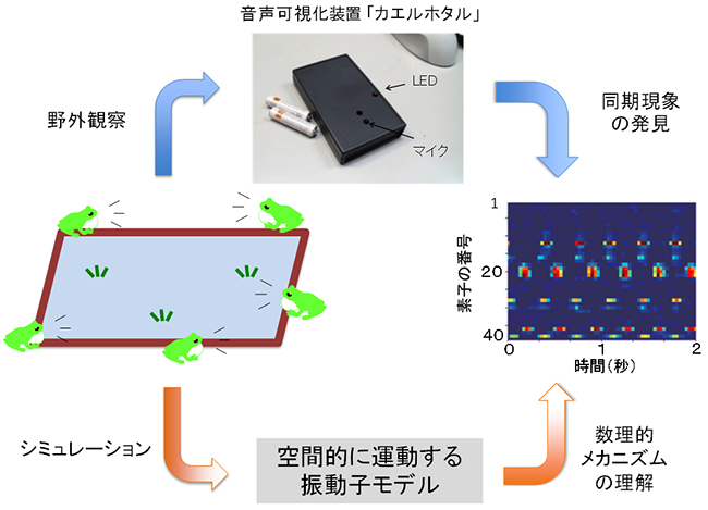 研究の概念図の画像