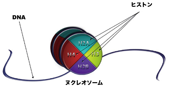 ヒストン、ヌクレオソーム、DNAの関係の図