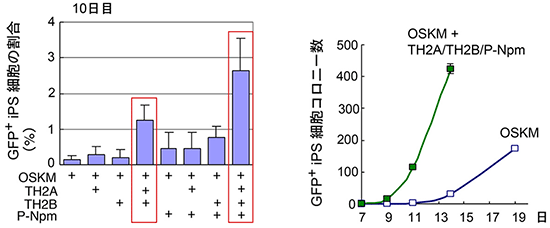 異型ヒストンによるiPS細胞作製の促進の図