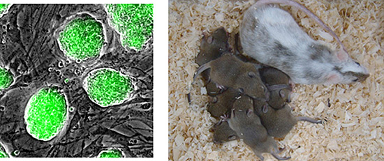 異型ヒストンを用いて作製したiPS細胞とこのiPS細胞で作製したマウスの画像