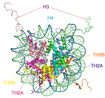 TH2A/TH2Bを含むヌクレオソームの構造モデルの図