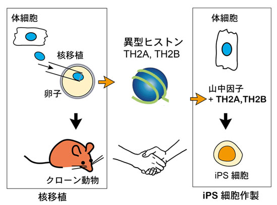 異型ヒストンTH2AとTH2Bによる核移植とiPS細胞作製の橋渡しの図
