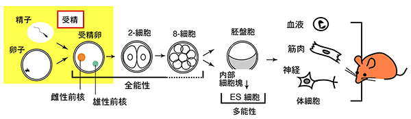 受精後の父方遺伝子の活性化の図