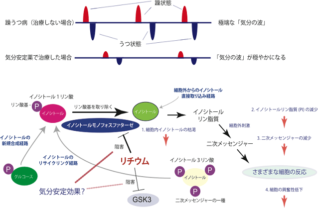 気分安定薬の治療効果（上）とイノシトール枯渇仮説（下）の図