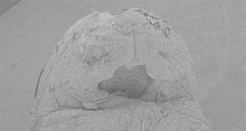 細胞内イノシトール枯渇マウス（胎生18.5日）の画像