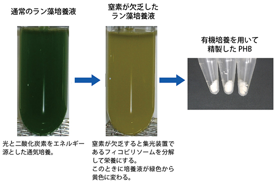 窒素欠乏条件でのラン藻培養とPHBの図