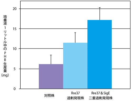 Rre37タンパク質量増加によるPHB増産の図