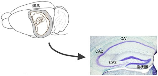 海馬の説明図