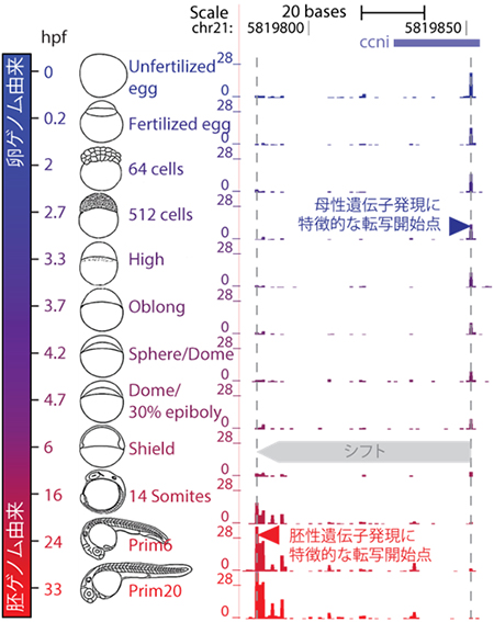 MBT前後の転写開始点の図