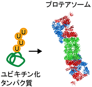 プロテアソームの模式図の画像