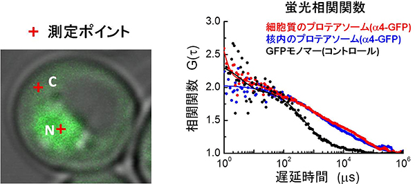 蛍光相関分光法によるプロテアソームの動態解析の図