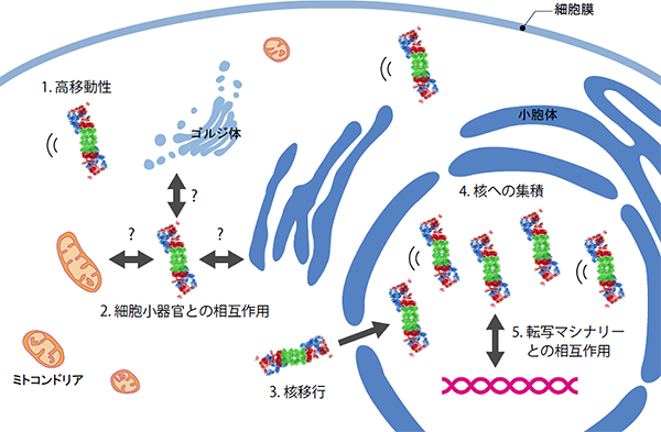 今回明らかとなったプロテアソームの細胞内動態の図