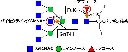 N型糖鎖に働く糖転移酵素の図
