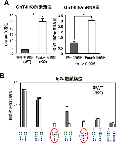 GnT-Ⅲの活性上昇とFut8欠損マウス由来IgG1の糖鎖構造の図