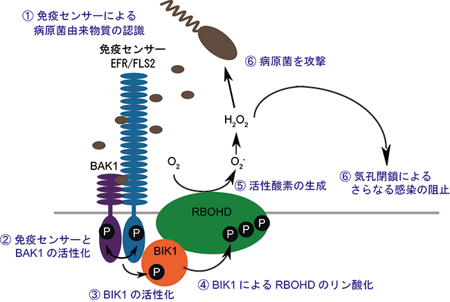 病原菌侵入の認識から活性酸素生成までの仕組みの図