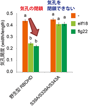 BIK1によるRBOHDのリン酸化部位に変異を導入した植物体の気孔の閉鎖の図