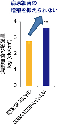 BIK1によるRBOHDのリン酸化部位に変異を導入した植物体の病原体への抵抗性の図