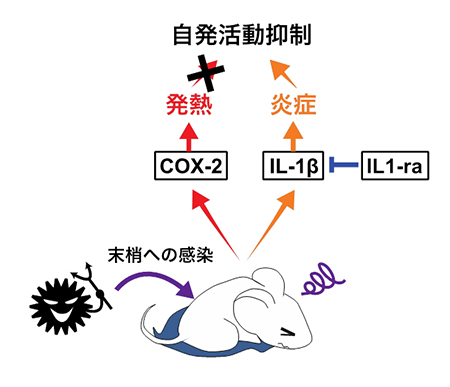 末梢へのウイルス感染が疲労倦怠感を招くの図