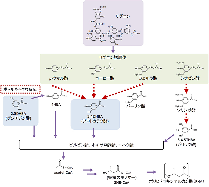 リグニンからリグニン誘導体を経てポリヒドロキシアルカン酸(PHA)が合成される際に予想される代謝経路の図