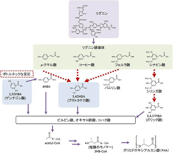 リグニンからリグニン誘導体を経てポリヒドロキシアルカン酸（PHA）が合成される際に予想される代謝経路の図