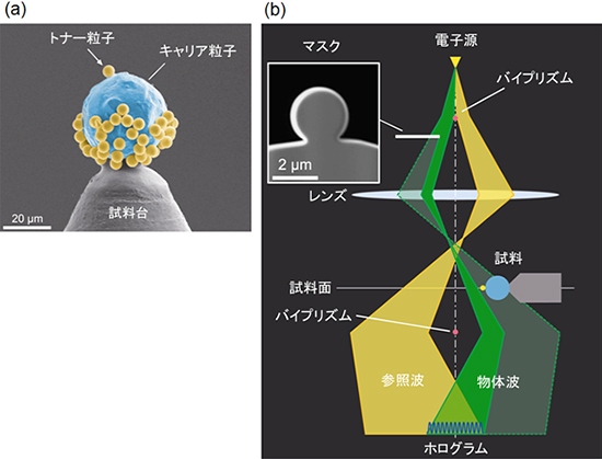 試料の走査電子顕微鏡（SEM）像と分離照射電子線ホログラフィーの模式図の画像