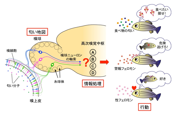 嗅覚神経回路の構造と嗅覚行動の図