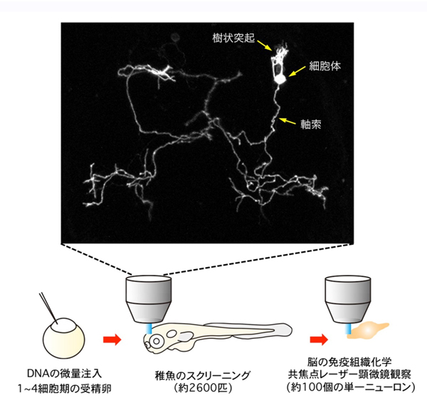 単一嗅球ニューロンの発生工学的可視化の図