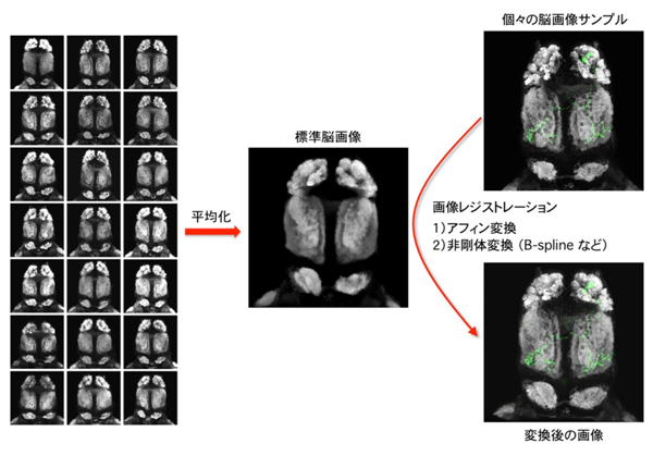 画像レジストレーション法の画像