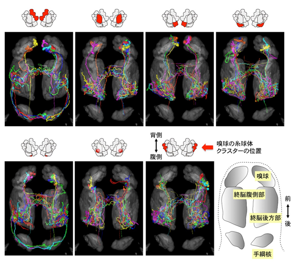 嗅球ニューロンの3次元再構築の画像