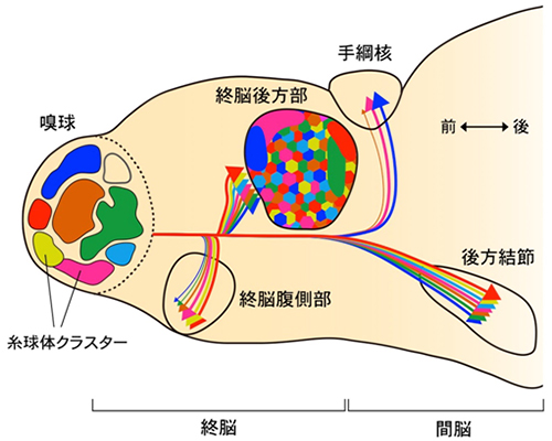 ゼブラフィッシュ2次嗅覚回路の投射マップの図