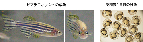 ゼブラフィッシュの成魚と受精後1日目の稚魚の写真