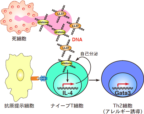 死細胞から放出されるDNAによるTh2細胞の誘導の図