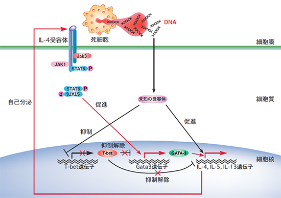 DNAによるTh2細胞分化の分子メカニズムの図