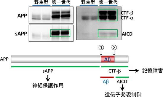 第一世代：APP 過剰発現マウスの問題点の図