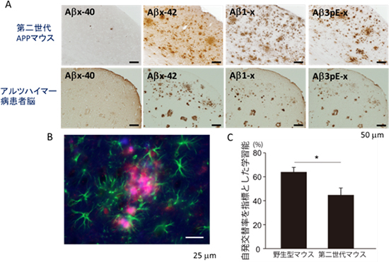 第二世代APPマウスの脳のアミロイド斑、神経炎症および学習能の図