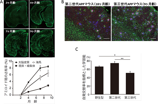 第三世代APPマウス脳のアミロイド斑、神経炎症および学習能の図