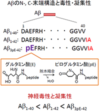 アミロイドβペプチド(Aβ)の図