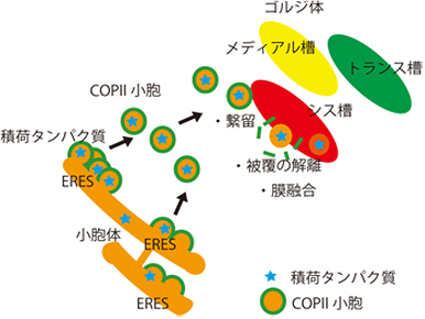 従来の小胞体からゴルジ体への積荷タンパク質の輸送モデル図
