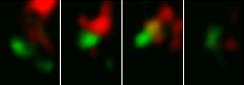 シス槽の接近、接触によるCOPⅡ被覆タンパク質の蛍光シグナルの減少の画像