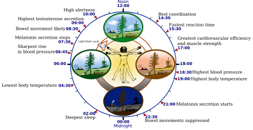 daily events controlled by our biological clock