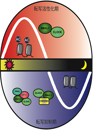 クロノを含む哺乳類概日リズムの分子機構図