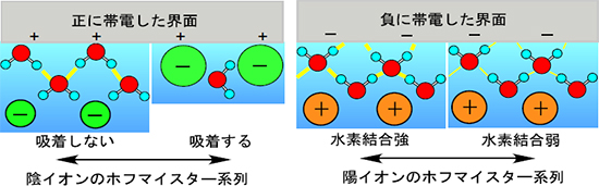 今回の実験から示唆された界面の構造の図