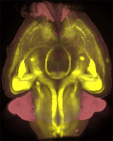 シート照明顕微鏡を用いた成体マウス脳の3次元イメージングの画像