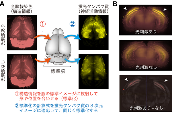 情報科学による全脳イメージの比較解析の図