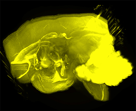 小型のサル（マーモセット）脳の3次元イメージングの図