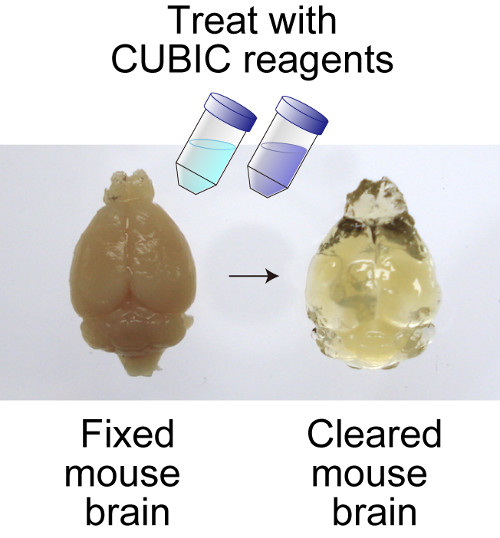 brain before and after being made transparent with CUBIC