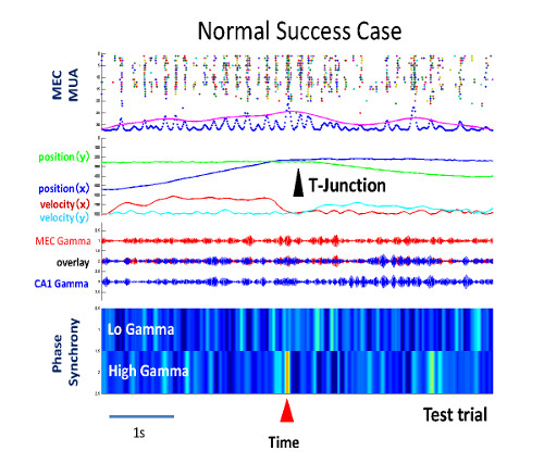 gamma synchrony between brain regions when animal is correct